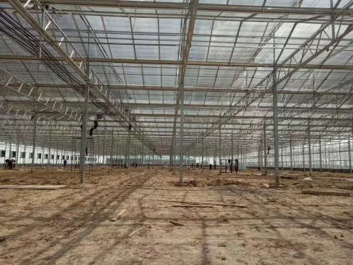 Manufacture Commercial Multi-Span Venlo Type PC Sheet Greenhouse Polycarbonate Cover Green House for Hydroponic