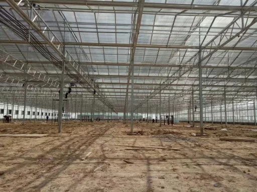 Fabrication commercial Multi-Span Venlo Type PC feuille de serre polycarbonate couvercle Green House pour hydroponique