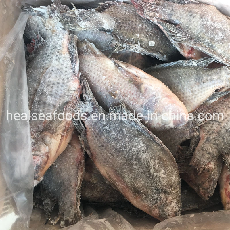 Tamaño de la escala eviscerado 300-500g negro IQF congelado tilapia en China