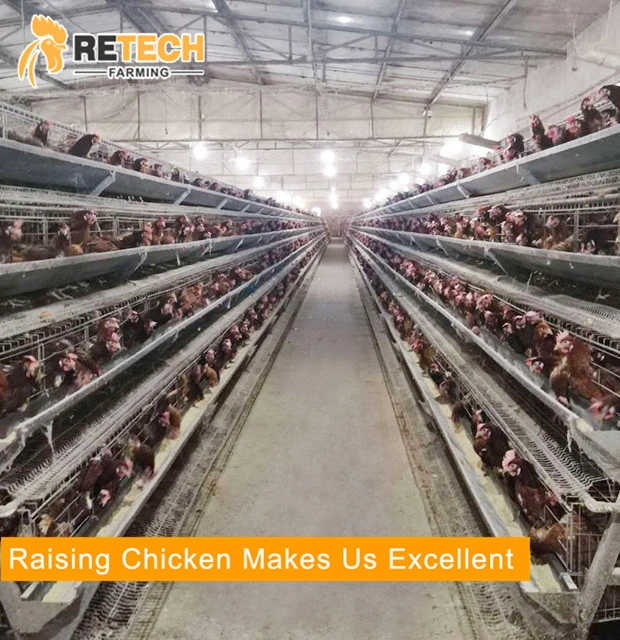 Design High Quality Automatic Chicken Egg Layer Cages