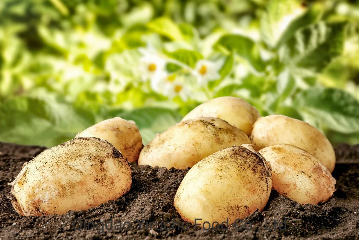 Good Price Fresh Whole Potatoes with High quality/High cost performance  From China