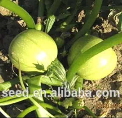 Bom Fruit-Setting F1 Ronda Híbrido Zucchini Sementes Sementes de abóbora