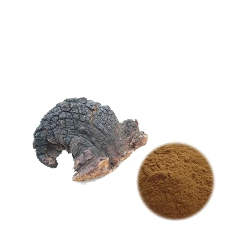 Top Quality Plant Extract Chaga Mushroom Extract Powder