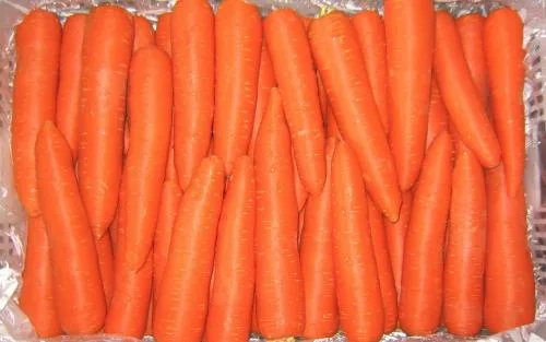 New Harvest Low Price Carrot Farm Fresh Juicy Sweet Carrots