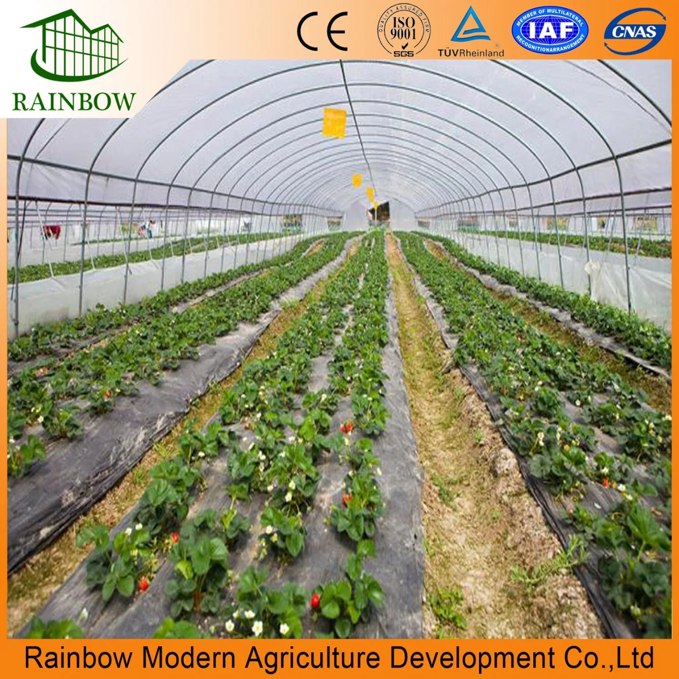 Strawberry Single Span Film Agriculture Greenhouse