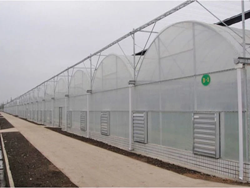 Agricultural and Commercial Tunnel Greenhouses with Hydroponics Growing System Green Housewith Hydroponic Growing Systems