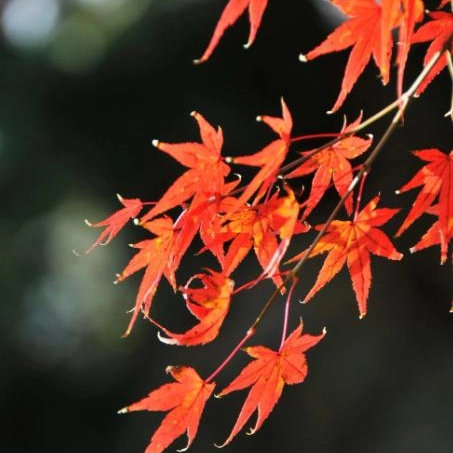 Arce rojo bombilla Mossy plantas Real Bonsai