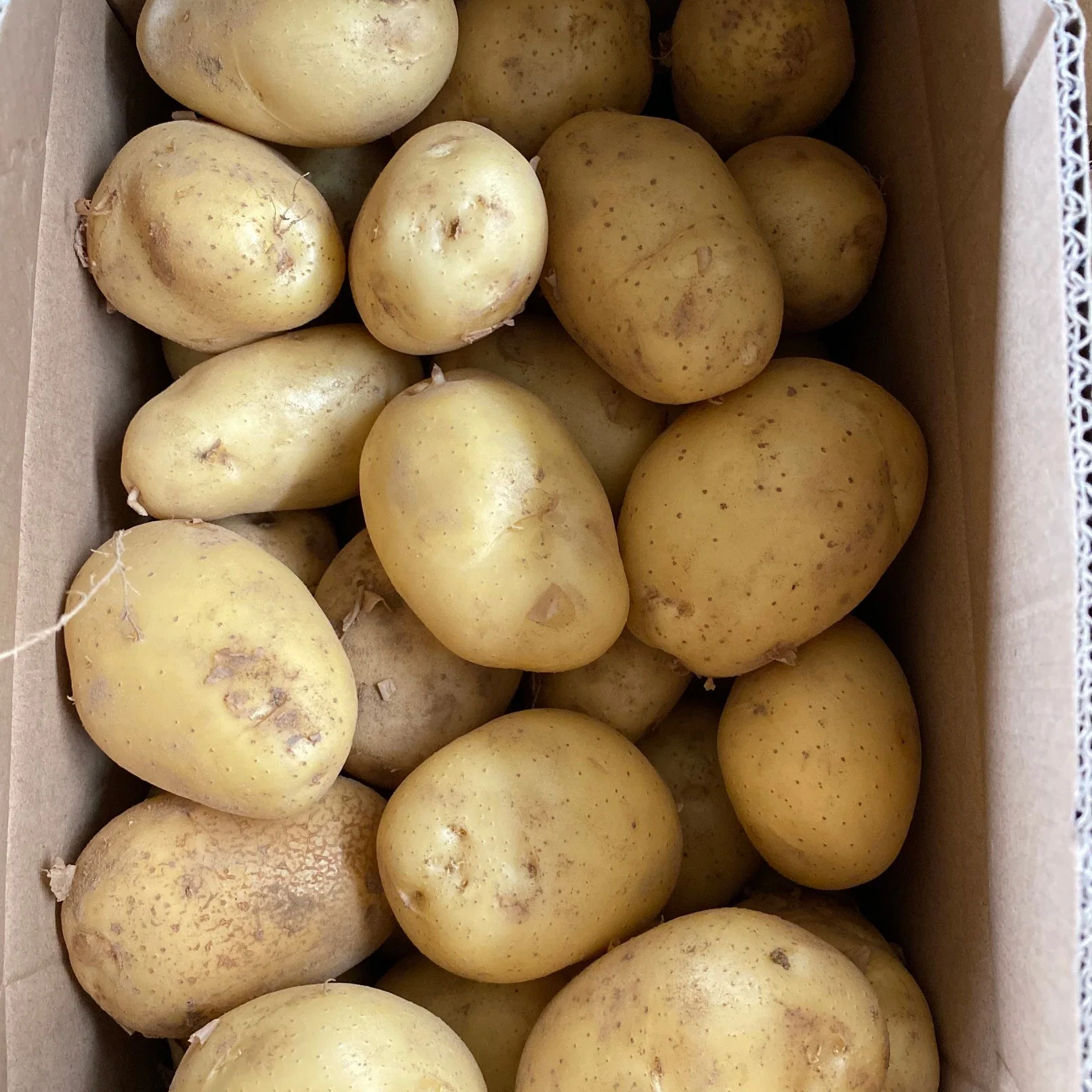 Shandong Potato Prices New Crop Potato