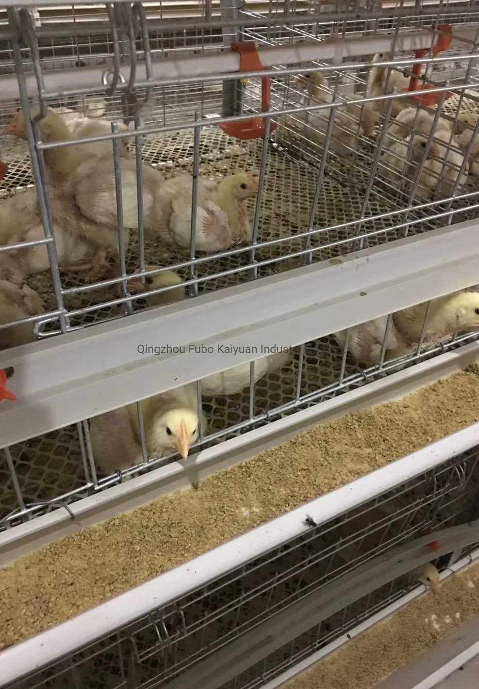 Battery Cage System in Poultry for Broiler/Chicken Layer/Egg Chicken