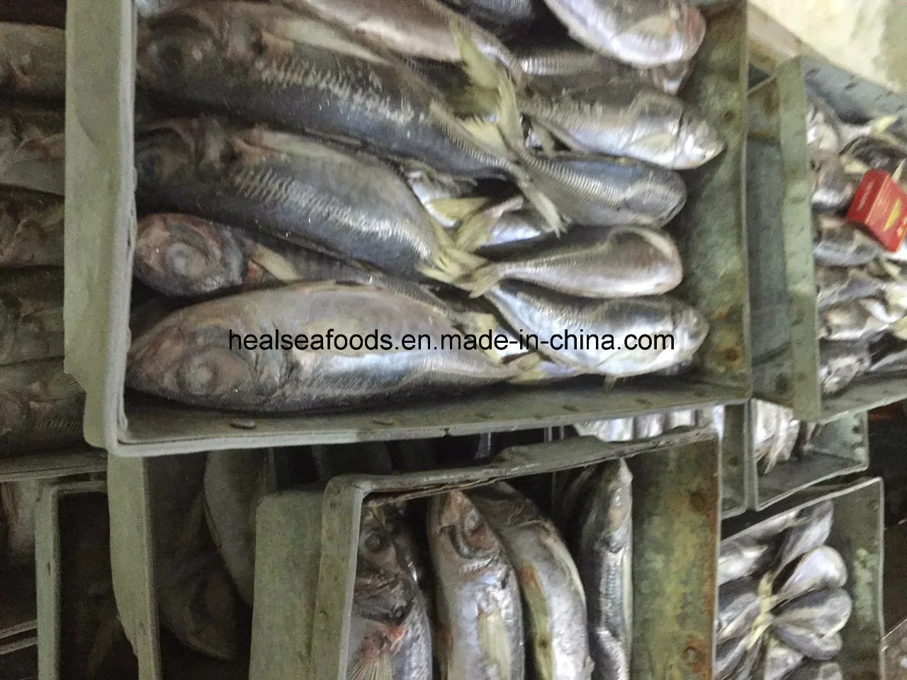 Chinese 20cm+ Frozen Horse Mackerel with Lowest Price