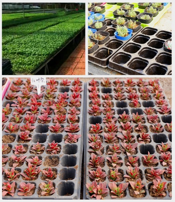 Plastic Seedling Tray PS and PVC Nursery Tray Seed Tray for Greenhouse Accessories and Hydroponics System