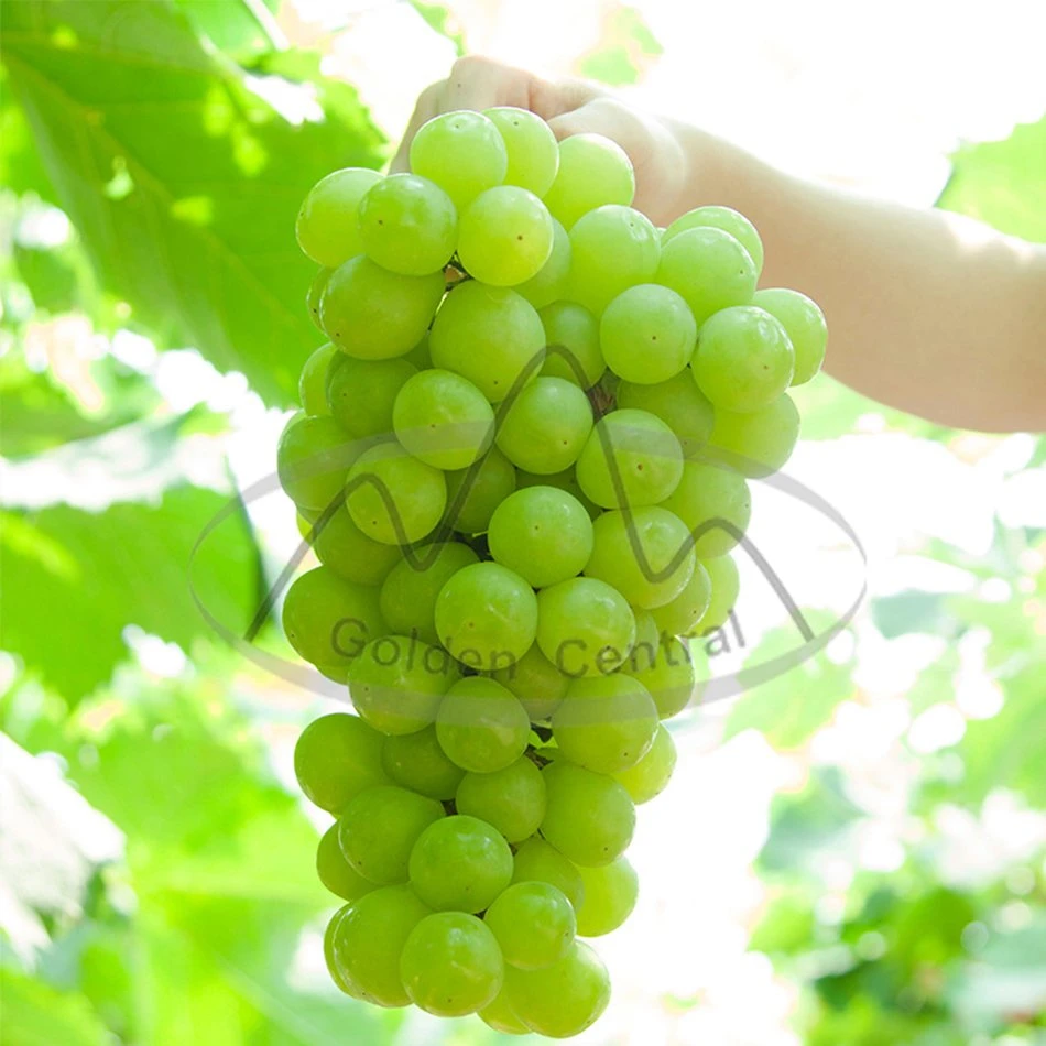 Chinese Supplier Provide High Sugar Seedless Shine Muscat Fresh Grape