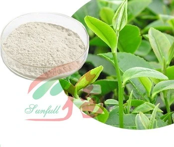 Extracto de hierbas extracto de té verde Ingrediente Activo Epicatechin (CE) Aumentar músculo