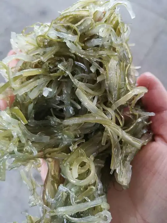 A China por grosso de algas secas Wakame Kosher