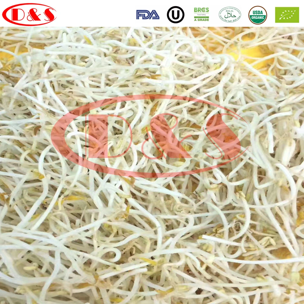 Fresh Vegetable Bean Sprout IQF Frozen Green Bean Sprout with Private Label