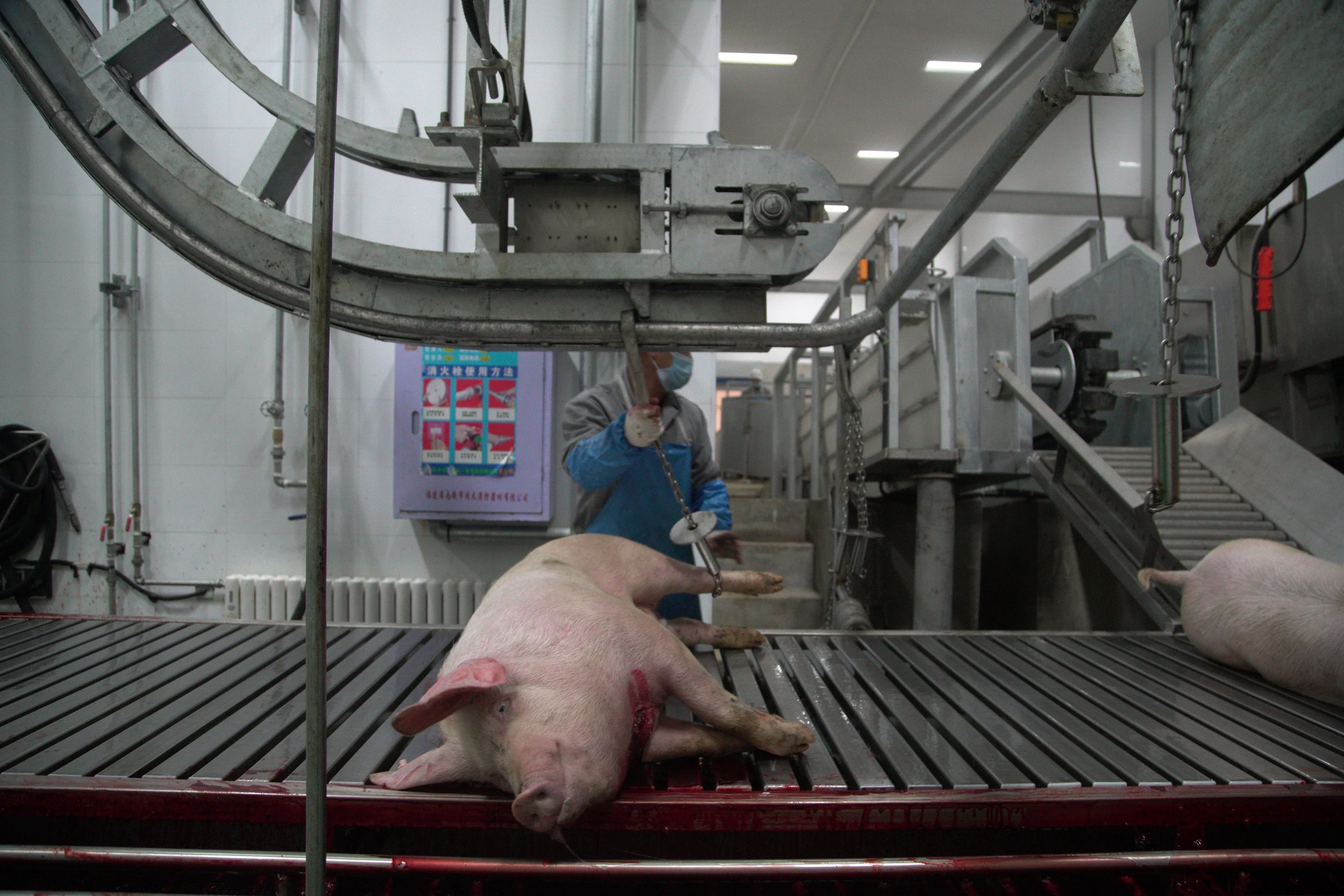 Completely Pork Pig Swine Slaughtering Machine Made in China