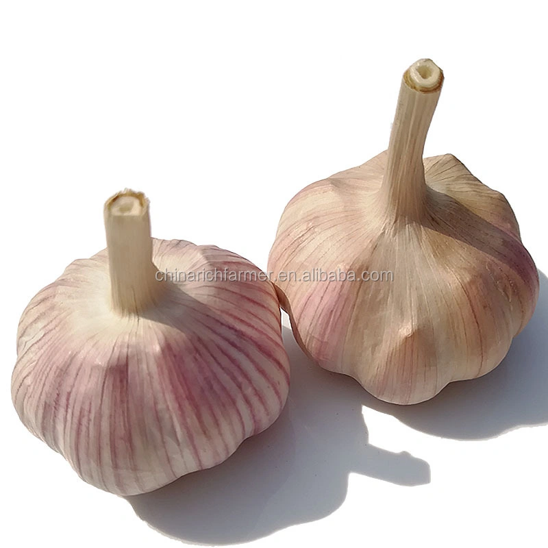 Sinofarm China Fresh Ail Frais Normal/Pure White G1 Red Garlic Seed 10kg Freshchinese Export Low Price with Gap