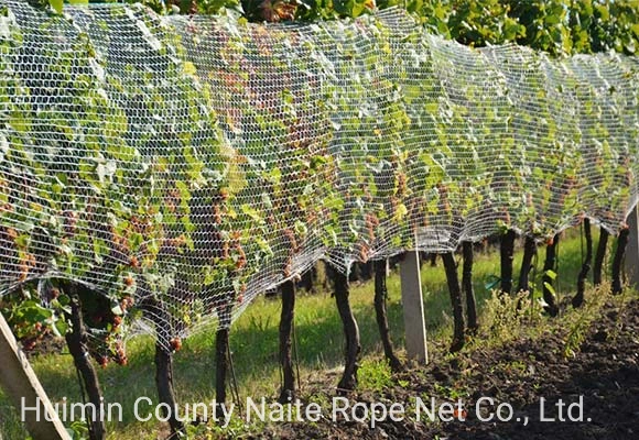 Gezi Insect Proof Net for Greenhouse