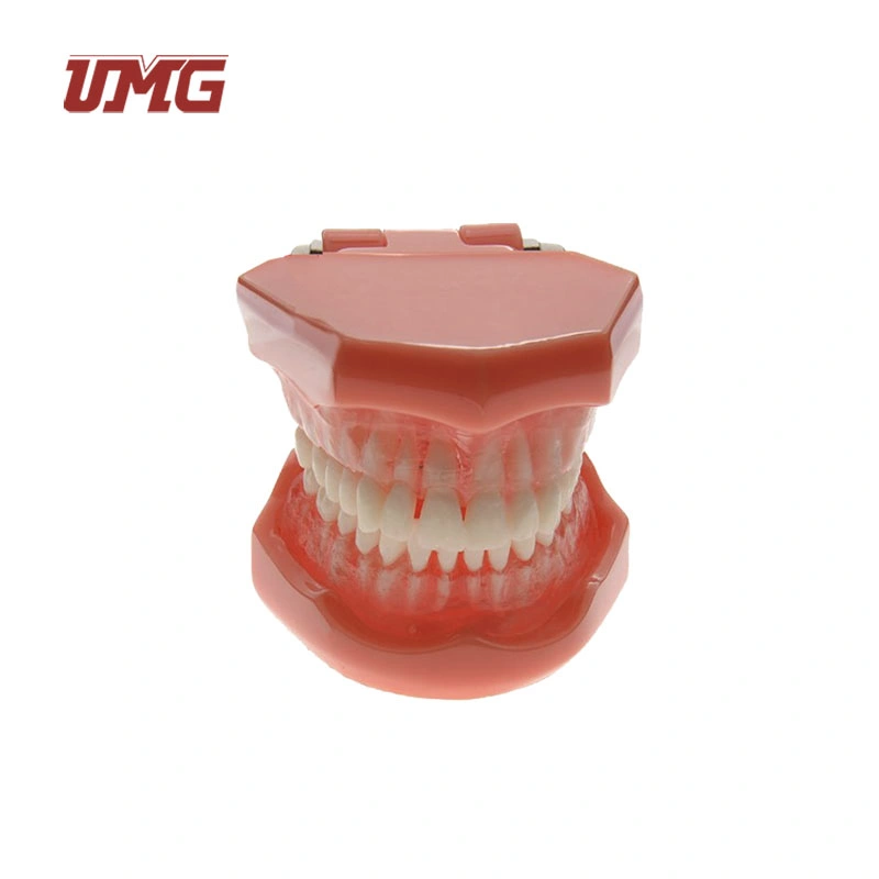 أسنانيّة معياريّة حجم قابل للإزالة أسن نموذج لممارسةِ الأسنان