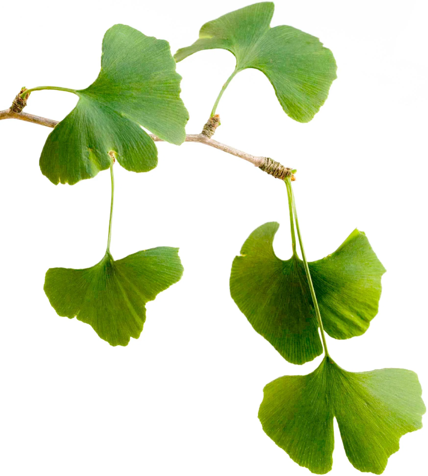 Factory Wholesale/Supplier Free Sample Natural 24%/6% Ginkgo Biloba Leaf Extract Powder