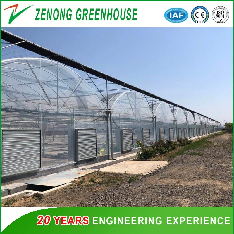 Modern Arch Roof Greenhouse with PC Board Surroundings and Plastic Film Roof