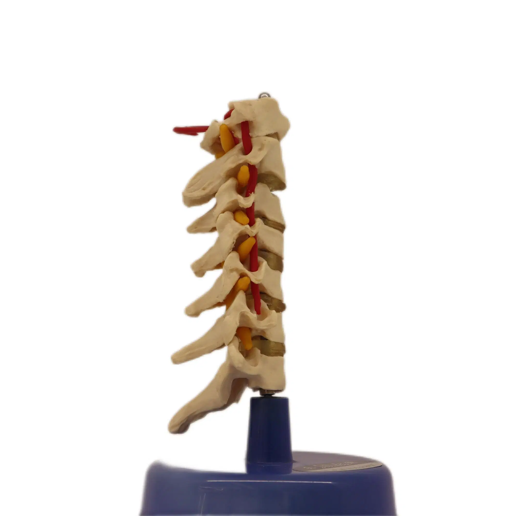 Medical Teaching Models Bone Color Human Teaching Skeleton Model of Thoracic Vertebra Model