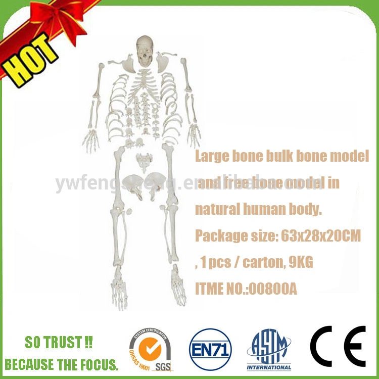 Flexible Colored Ligament and Muscles Anatomy Medical Teaching Skeleton Model