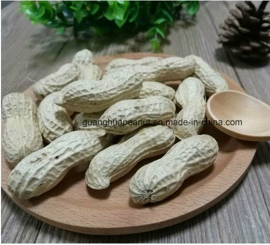 New Crop Long Type/Round Type Peanut in Shell From China