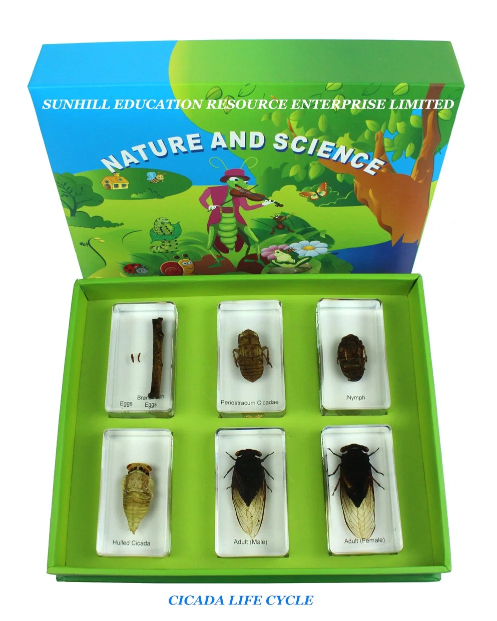 Children Toy, Nursery School Educationa Science Learning Toy, Kids Classroom Educationteaching Specimen for Kindergarten and Preschool-Animal Kingdom