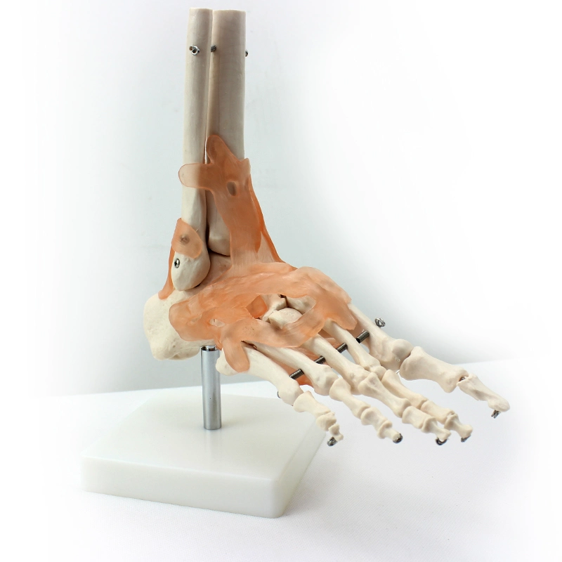 Modelos de Enseñanza de Laboratorio médico modelos de articulación de pies de PVC
