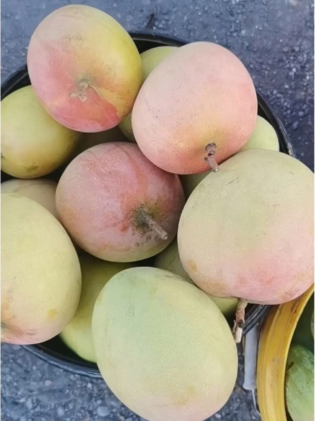 A Austrália Mango Giant Mango Frutas secas Mango Mango Slice Frutas Frescas com certificação FDA Apple Limão Uva