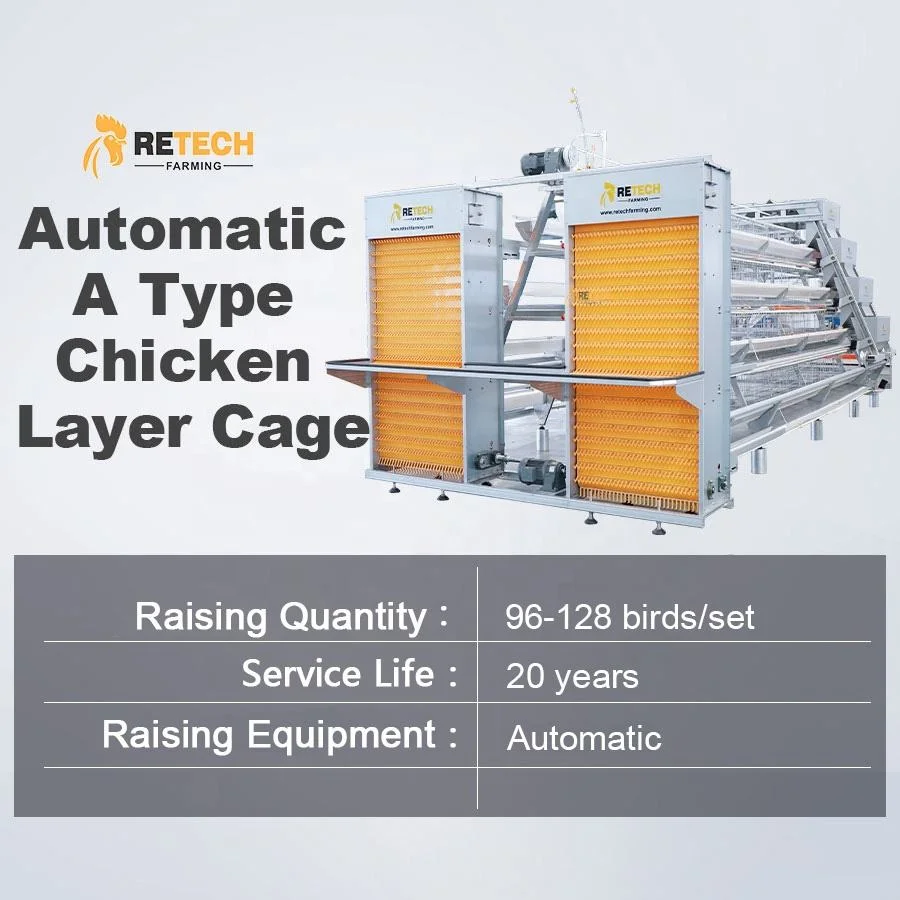 a Type Battery Layer Chicken Cages Automatic Egg Poultry Farming Equipment Systempopular