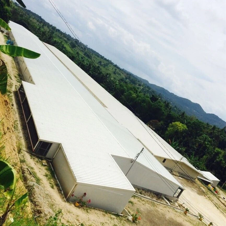 Chicken Broiler Poultry Farm Steel Structure Shed House for 15000 Chickens