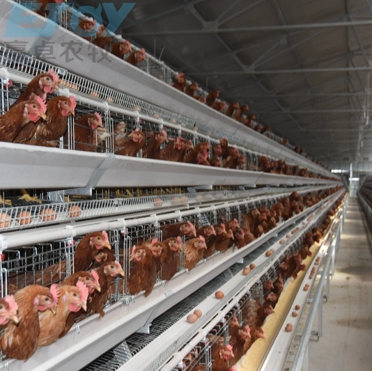 a Type Automatic Poultry Equipment Laying Hens Layer Chicken Cage Farm