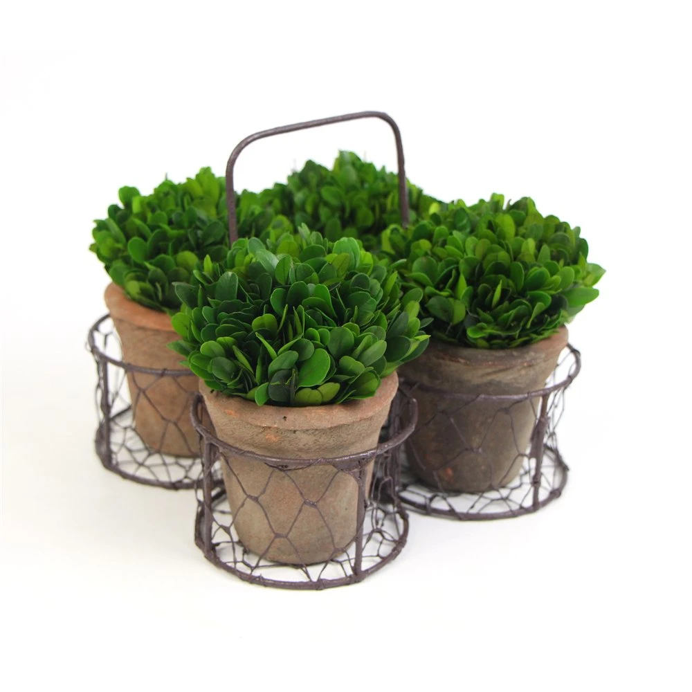 Set of 4 Preserved Boxwood Mini Topiary with Iron Handle Baskets for Decor