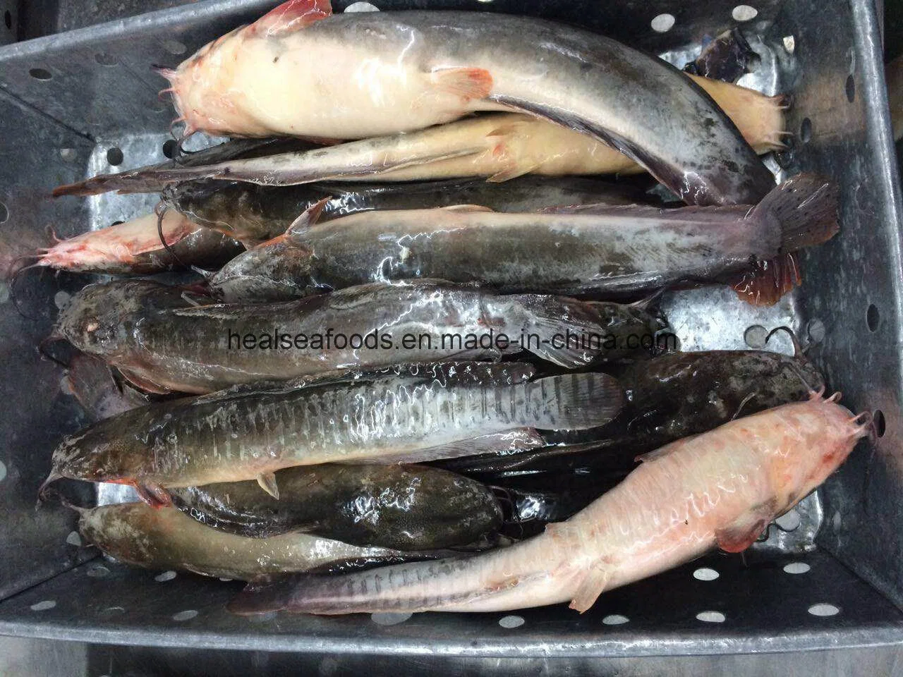 Sell Frozen Farming Catfish Whole Round Cat Fish