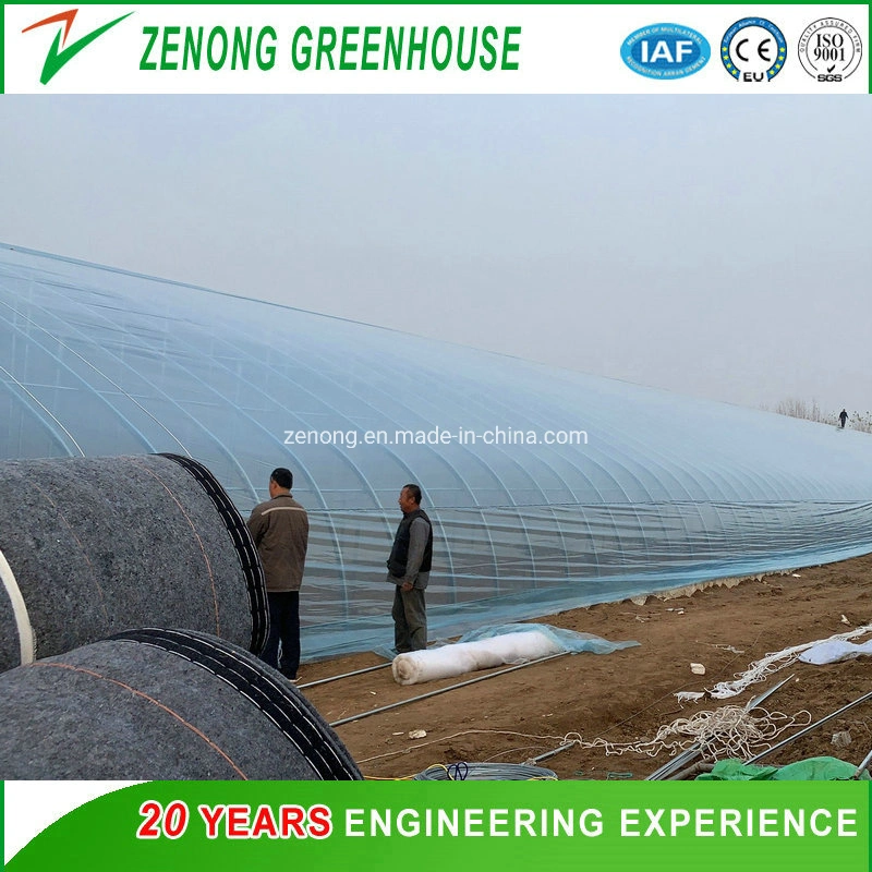 Chinese Greenhouse Hydroponic Irrigation System Tomato Strawberry Agriculture Steel Frame Muti Span Polycarbonate Green Houses