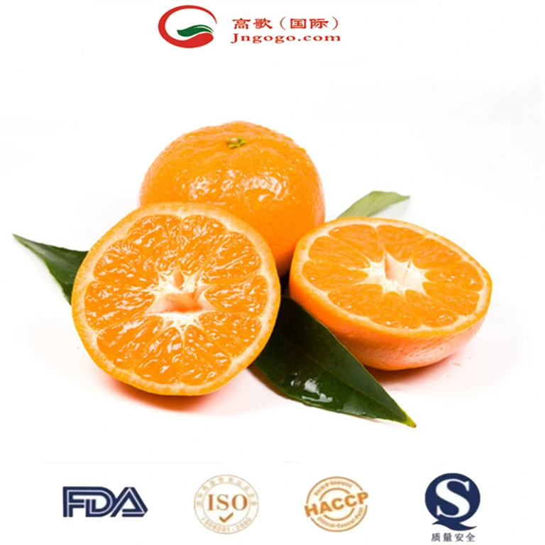 Fresh Mandarin Sweet and Super Quality Mandarin Wogan Mandarin in China