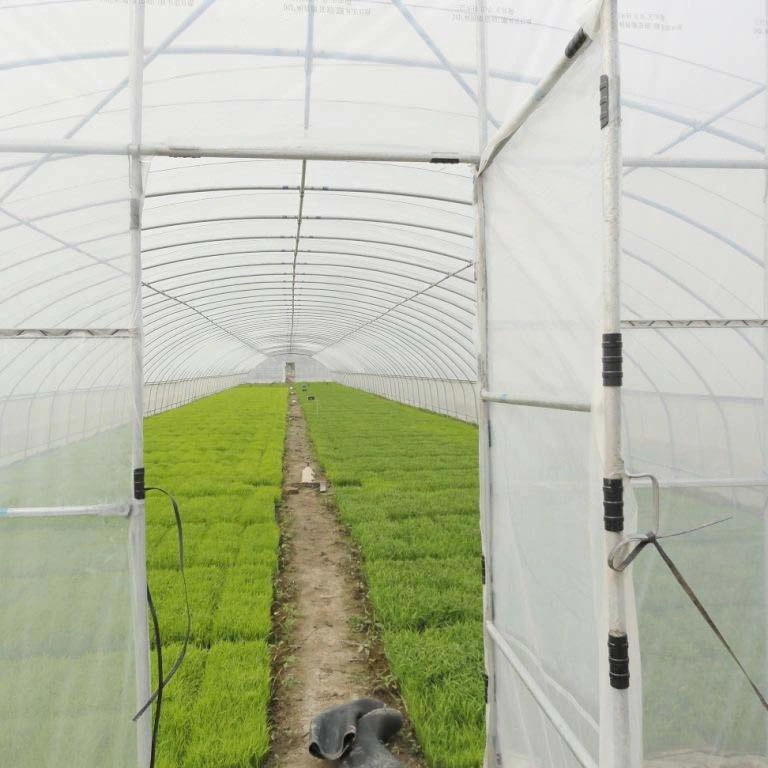 Manufacture Hot DIP Galvanized Steel Tunnel Hydroponics Vegetables Multi Span Greenhouse with Shading System