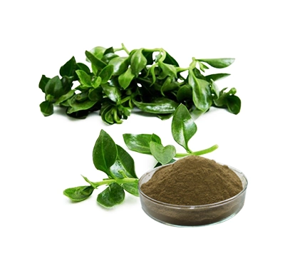 Feed Supplement Andrographis Paniculata Extract 10%-98% Andrographolide