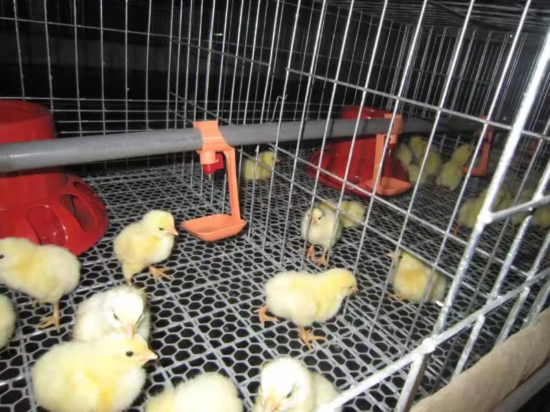 La vente de l'Afrique de volaille chaud bébé pour les éleveurs de poules pondeuses en cage de poulet