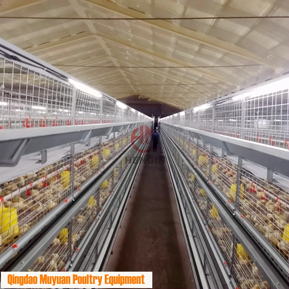 Automatic Chicken Breeding Broiler Poultry Equipment Fro Chicken Rearing