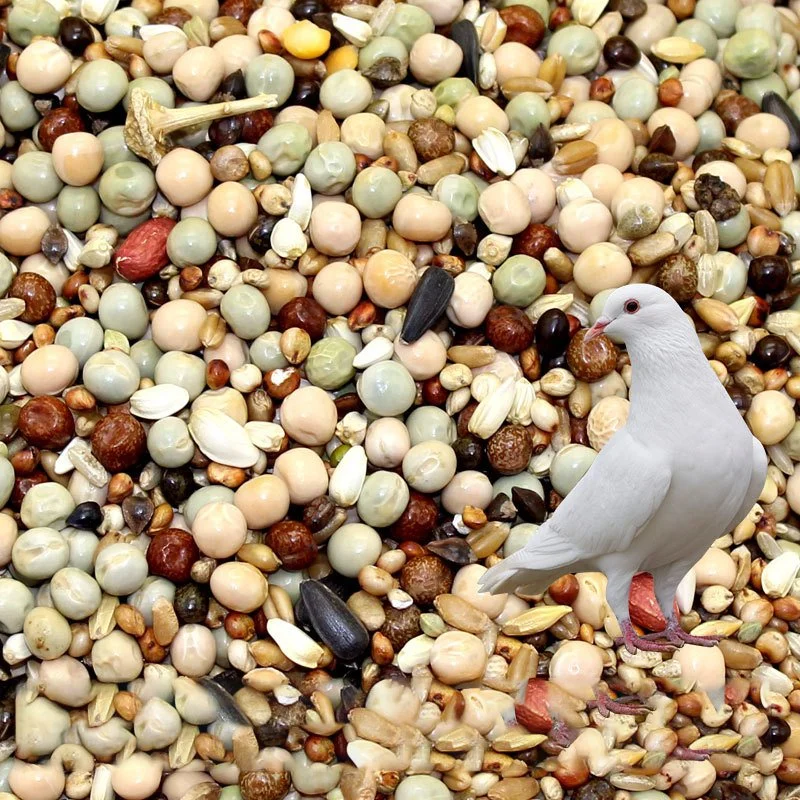 Sain jeune Pigeon Pigeon d'alimentation de gros de la nourriture pour animaux de compagnie