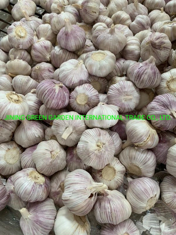 2021 New Crop Fresh White Garlic From China Mosquto Coil Cheak Peace Supplier in Australia China Garlic Cheep Price in Thailand