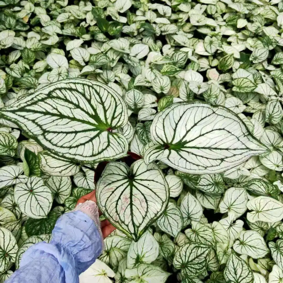 Wholesale Natural Caladium Indoor Natural Plants Live Bonsai Gardening Plant 202205