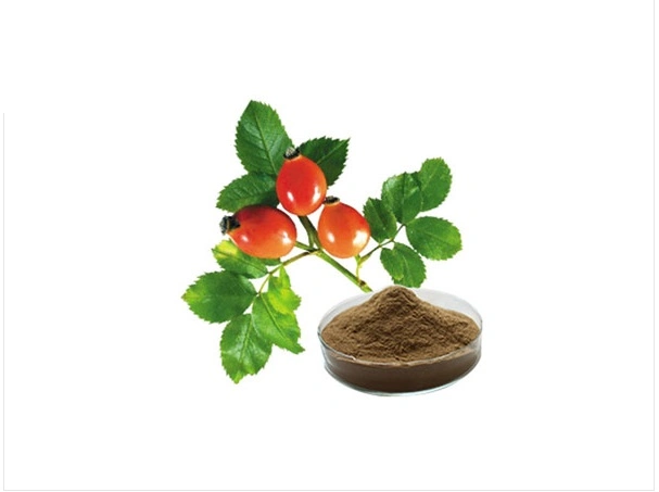 Rosehip Extract Rosa Canina Extract Rosa Canina L.