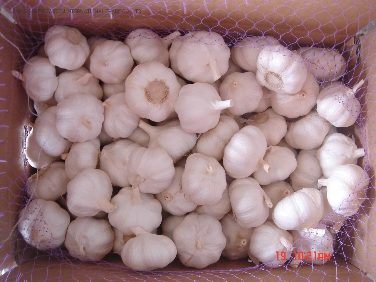 Chineses Pure White Garlic of 2020 Crop