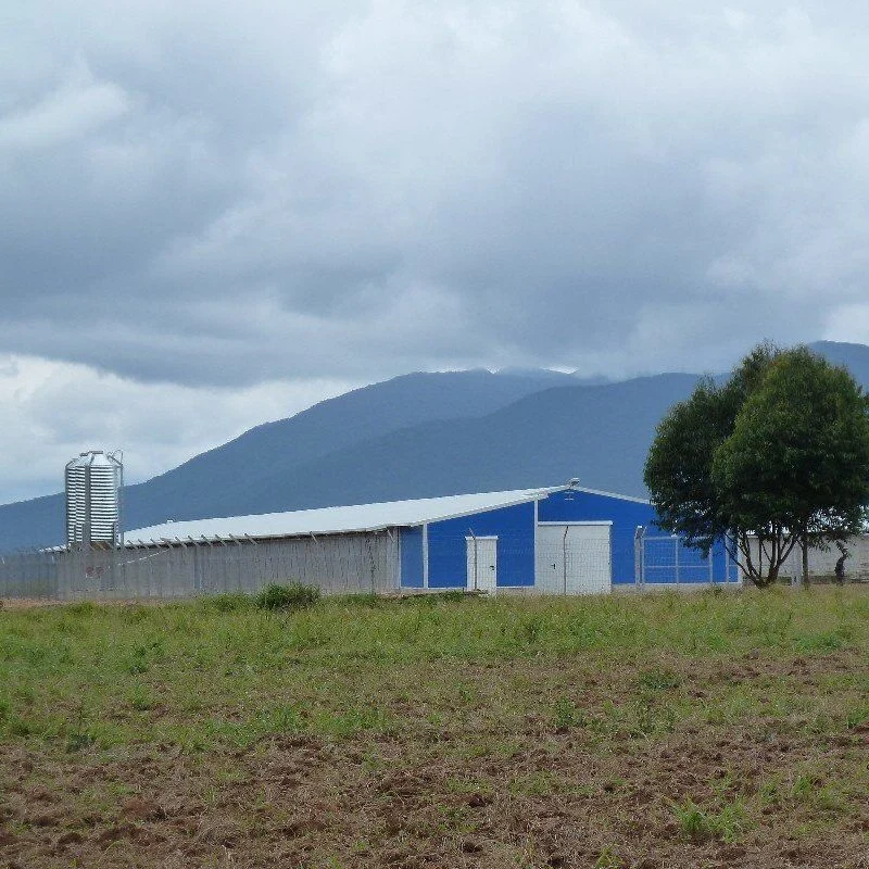 Completamente automática de las aves de corral pollo de granja el alimentador y sistema de agua potable equipo Gallinero