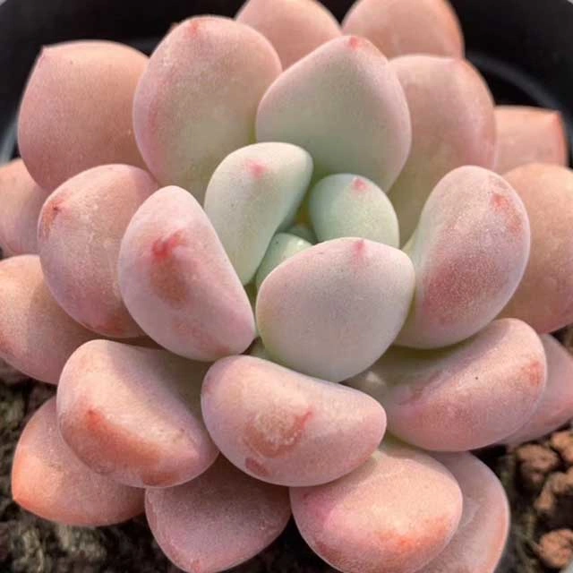 Succulent Plant Echeveriawhite Dew Wholesale Plants