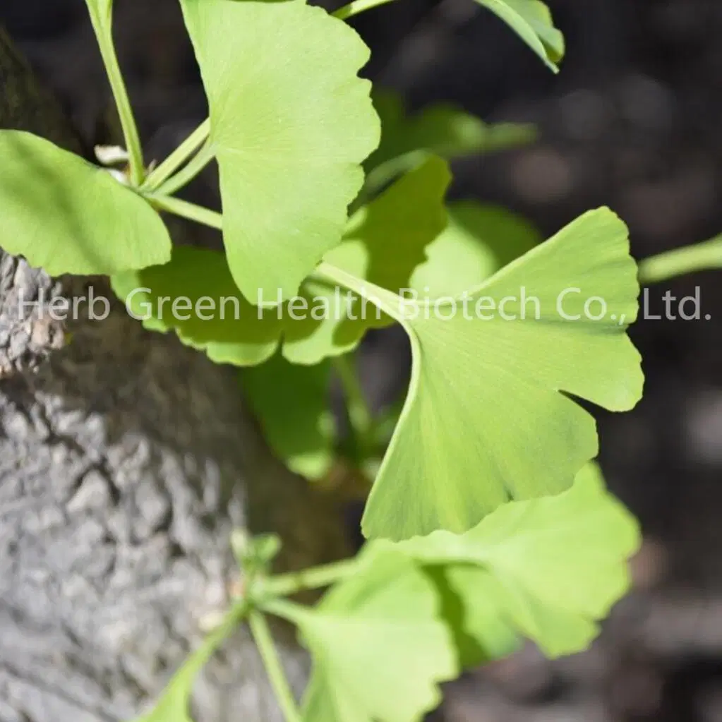 Baja presión arterial alimento aditivo Orgánico extracto de hoja de Ginkgo Biloba CP2020/USP/Ep